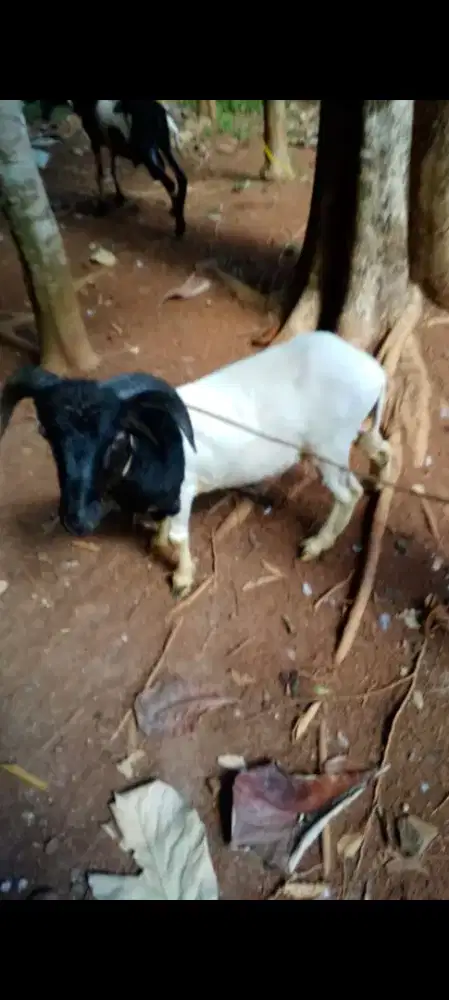 Jual domba Jantan 2 tahun