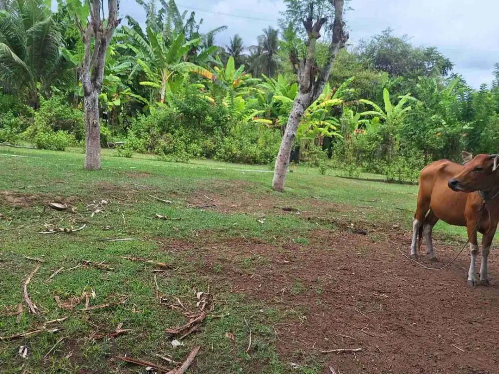 Tanah Murah 1.25  Are Dekat Bali Cliff Glamping