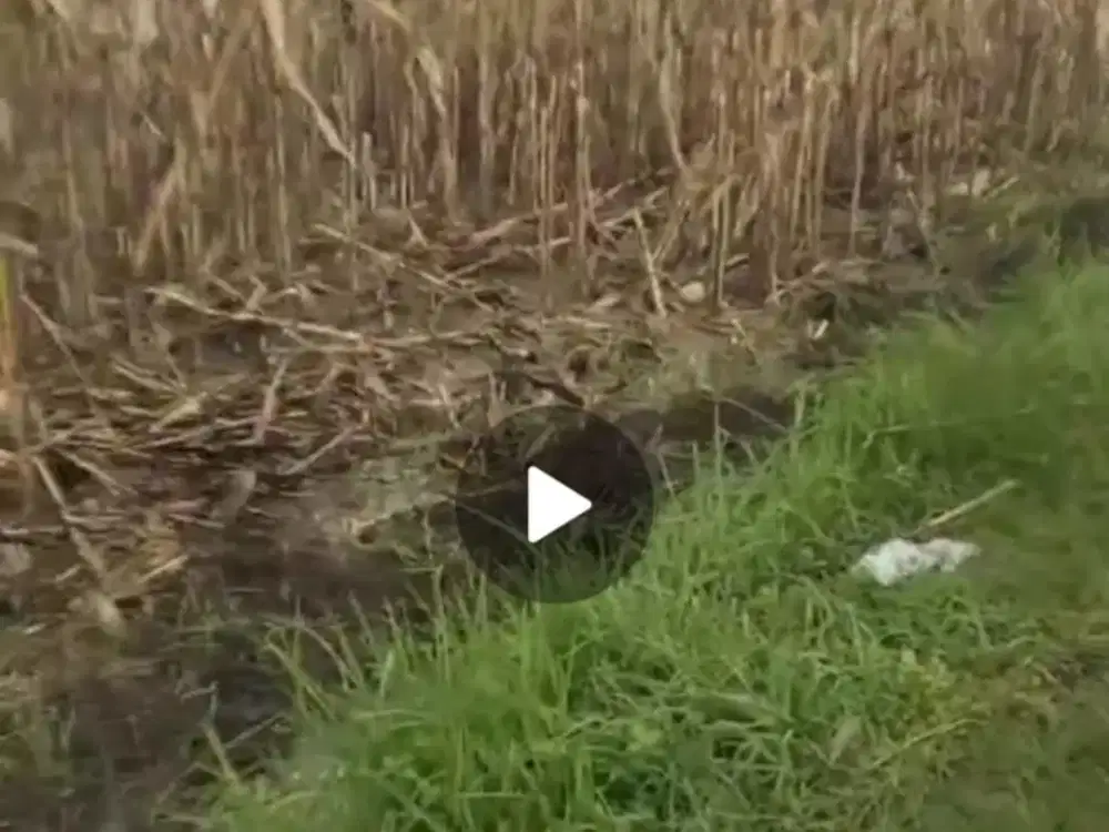 Dijual tanah cocok untuk peternakan ayam Trawas, Mojokerto