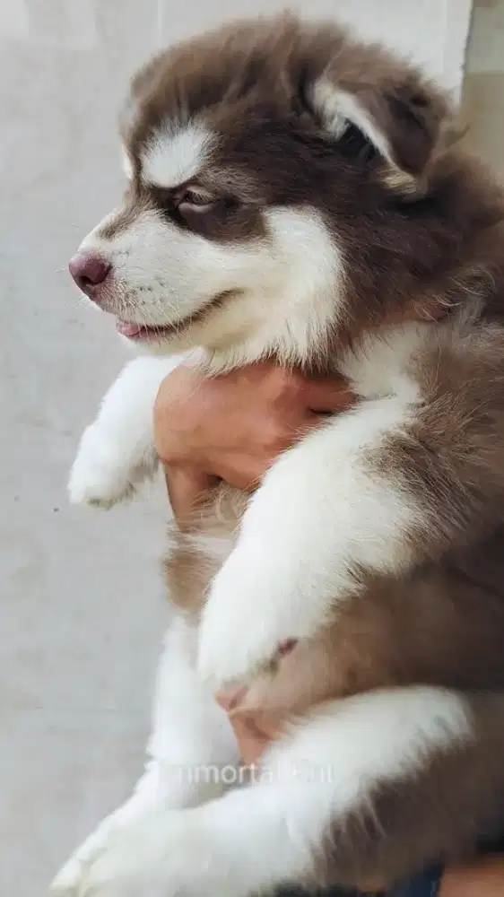 Siberian Husky Istimewa Longhair Stb