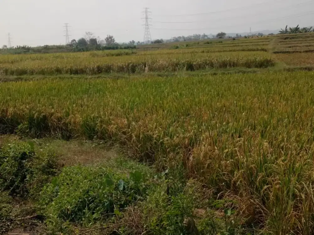 Dijual tanah bagus untuk pertanian dan peternakan Bareng, Jombang