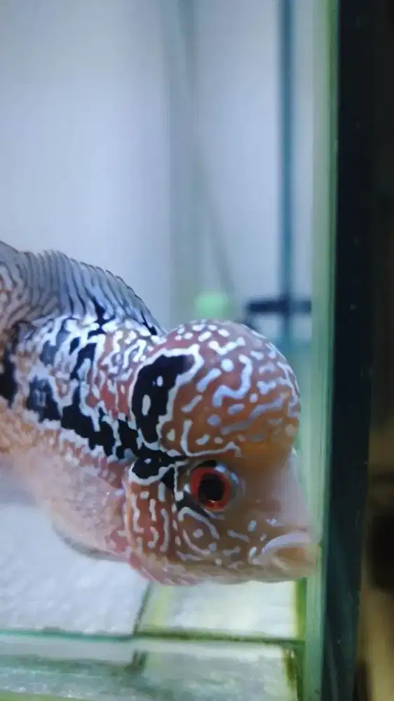 Louhan lohan Kamfa F2 ori Thailand