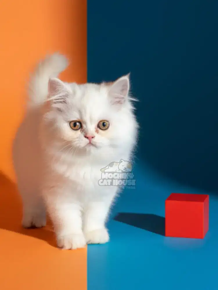 Flatnose Kucing Putih White Dolid