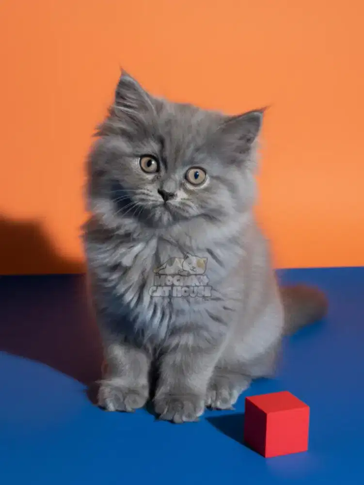 Kitten KUCING PERSIA SMOKE GREY