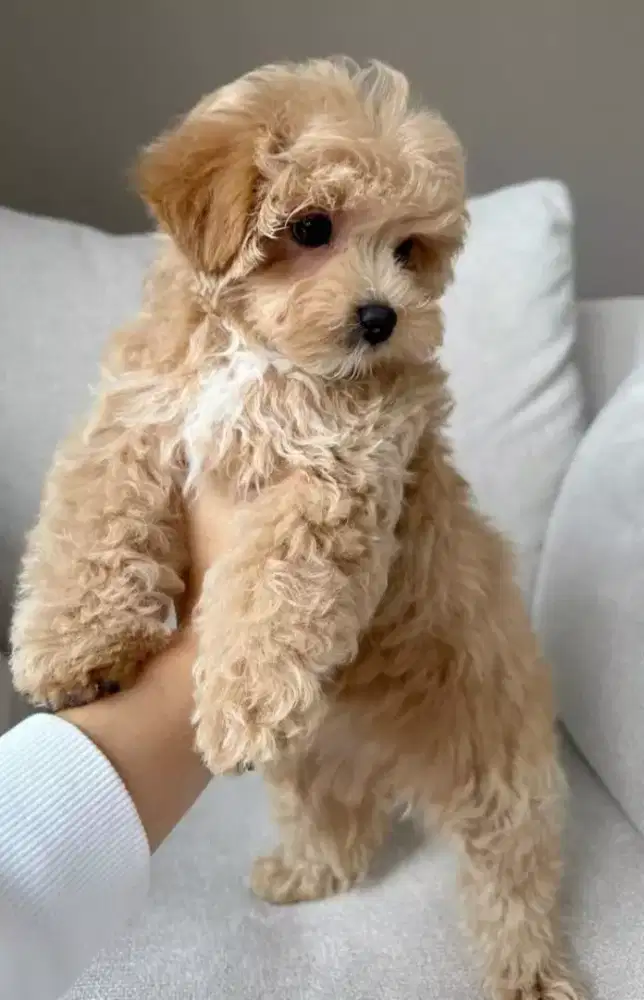 DIJUAL ANAK ANJING MALTESE MIX POODLE