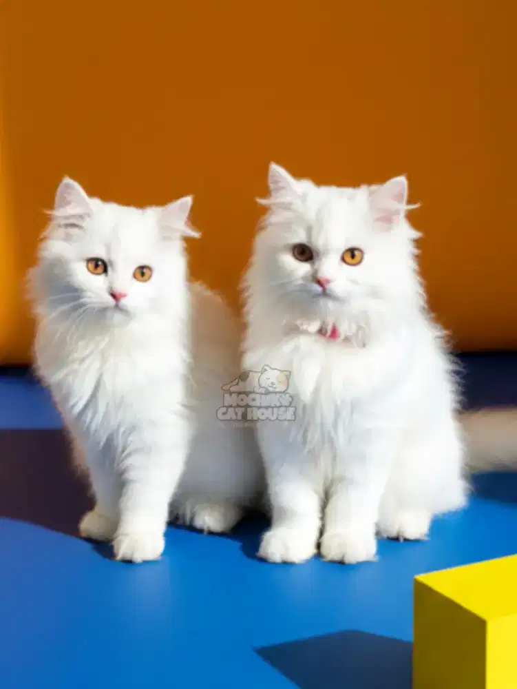 KITTEN KUCING PERSIAN  (WHITE SOLID)