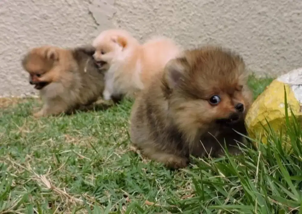 DIJUAL ANAK ANJING MINI POMERANIAN