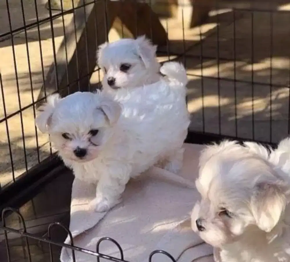 DIJUAL ANAK ANJING MALTESE MIX POMERANIAN