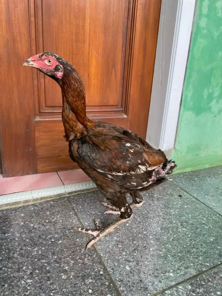 Ayam Bangkok Klasik