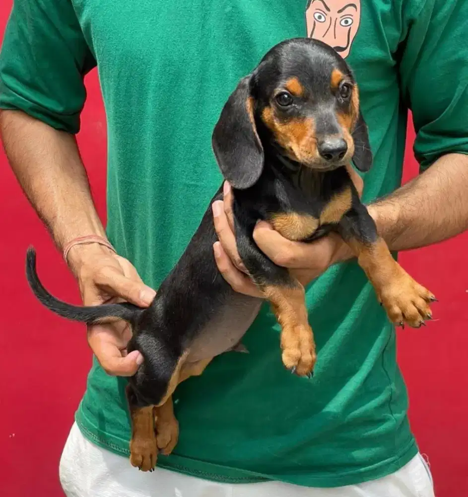 DIJUAL ANAK ANJING DACHSHUND/ TEKEL