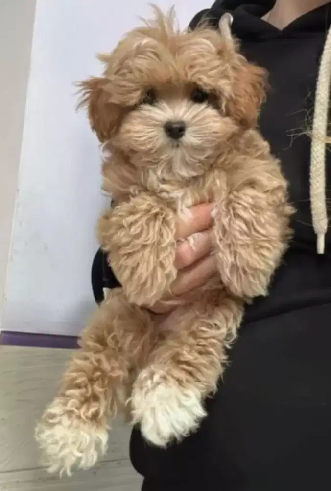 DIJUAL ANAK ANJING POODLE MIX POMERANIAN