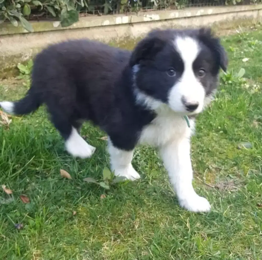 DIJUAL ANAK ANJING BORDER COLLIE