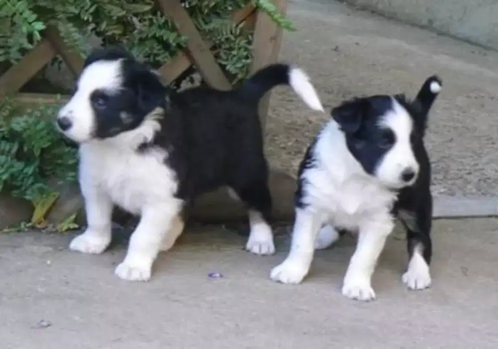 DIJUAL ANAK ANJING BORDER COLLIE