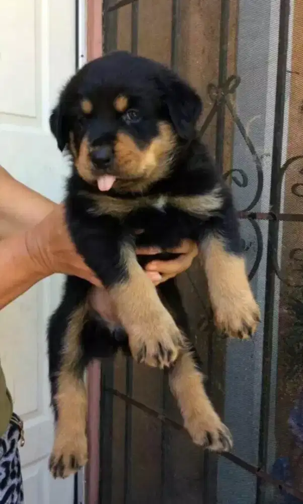 DIJUAL ANAK ANJING ROTTWEILER