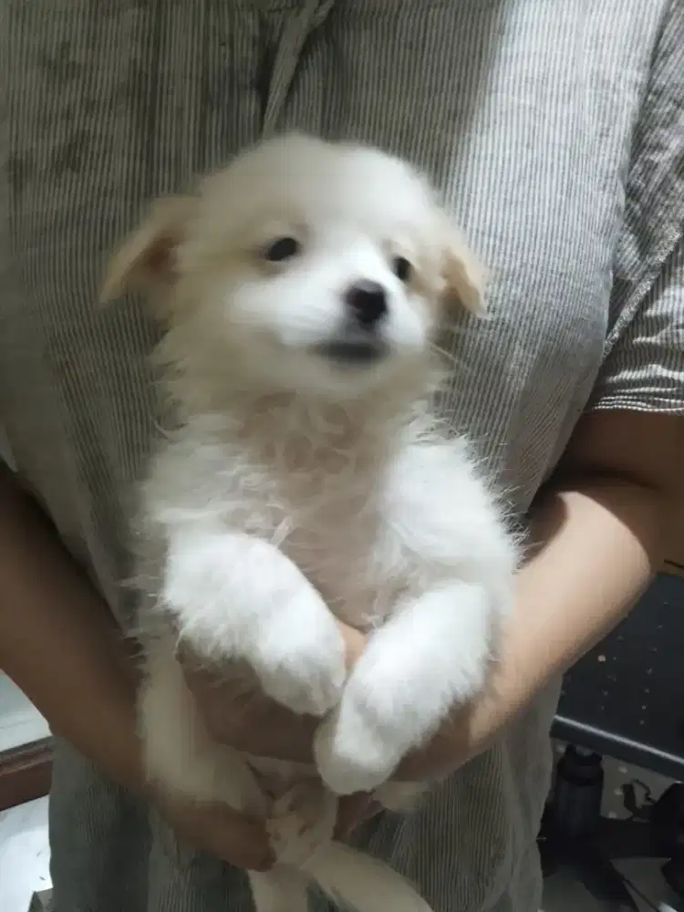 Anjing Shitzhu mix pom