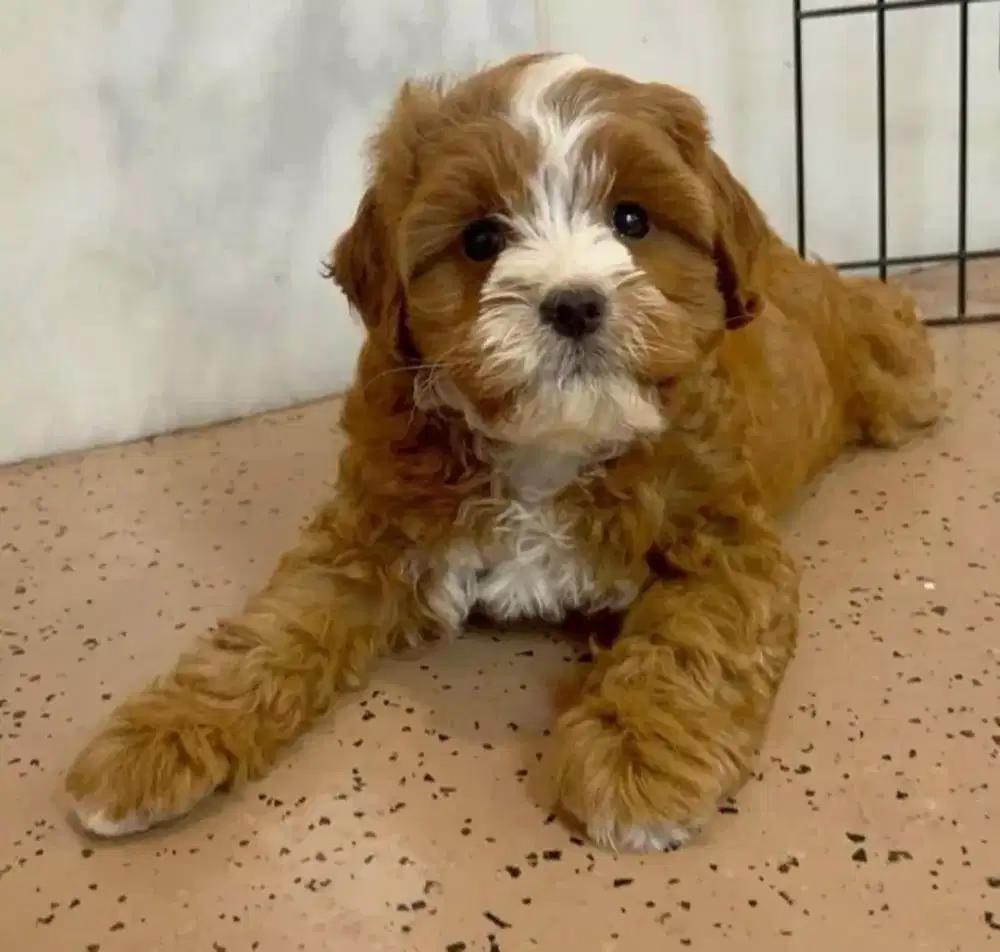 DIJUAL ANAK ANJING MALTESE MIX POODLE