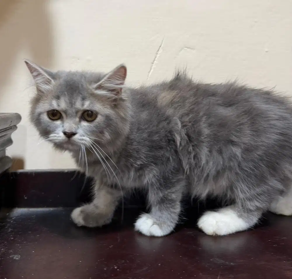 Lepas adop persia betina