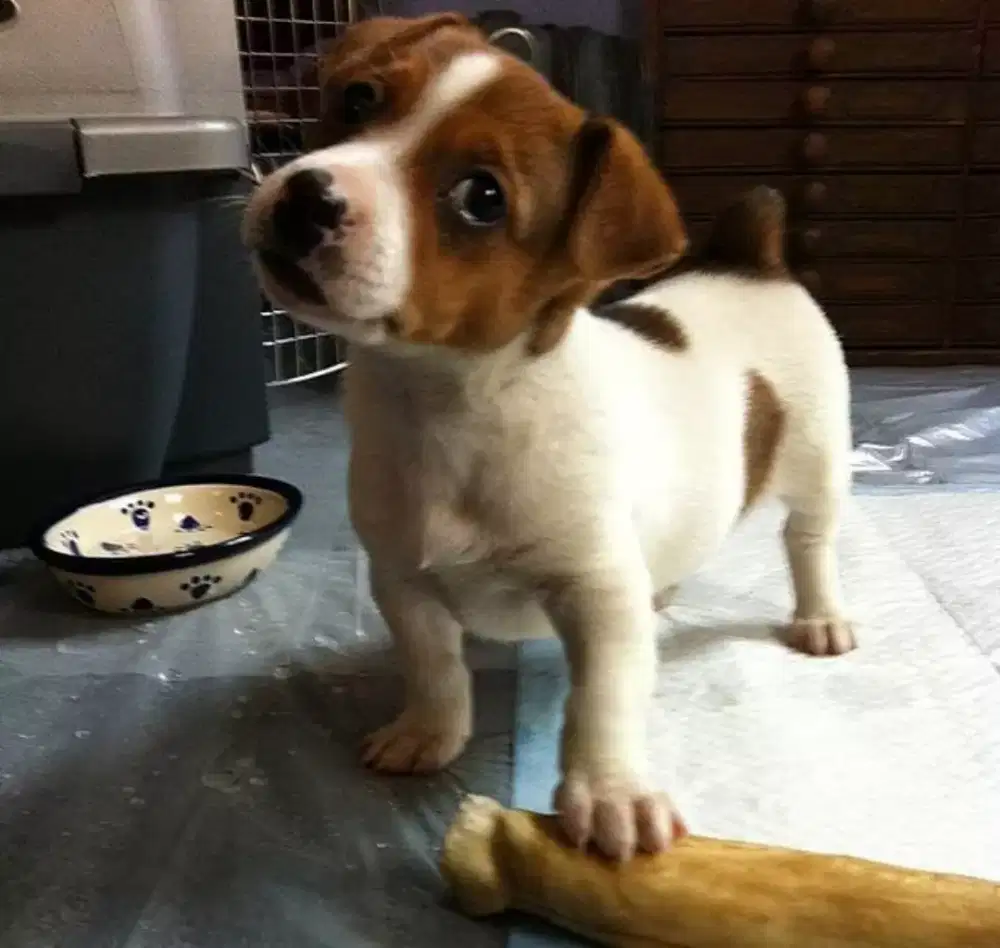DIJUAL ANAK ANJING JACK RUSSELL