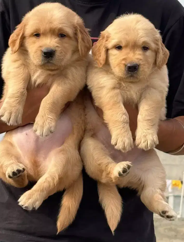 DIJUAL ANAK ANJING GOLDEN RETRIEVER