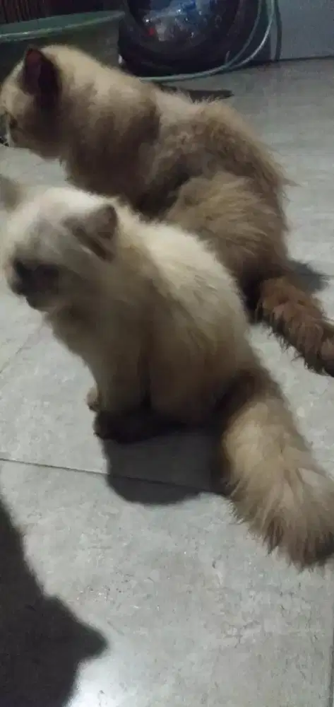 KUCING HIMALAYA UMUR 3 BLN