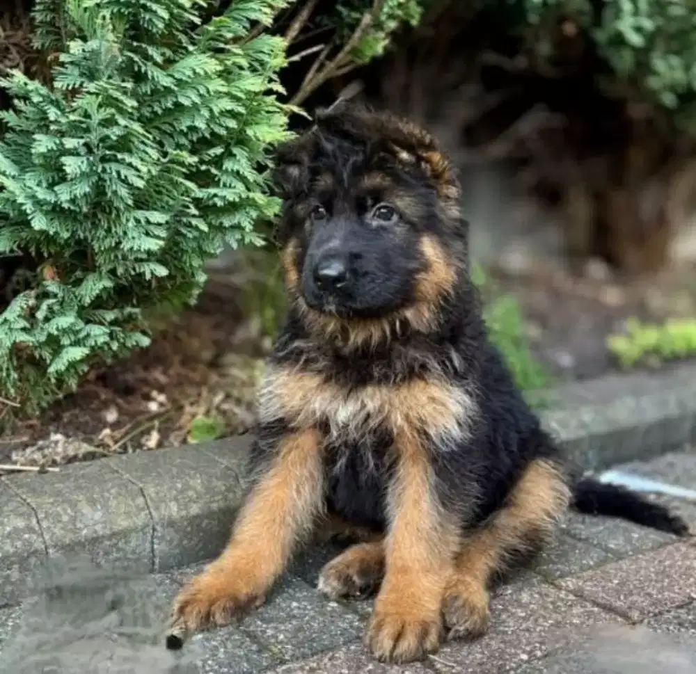 DIJUAL ANAK ANJING GERMAN SHEPHERD/HERDER