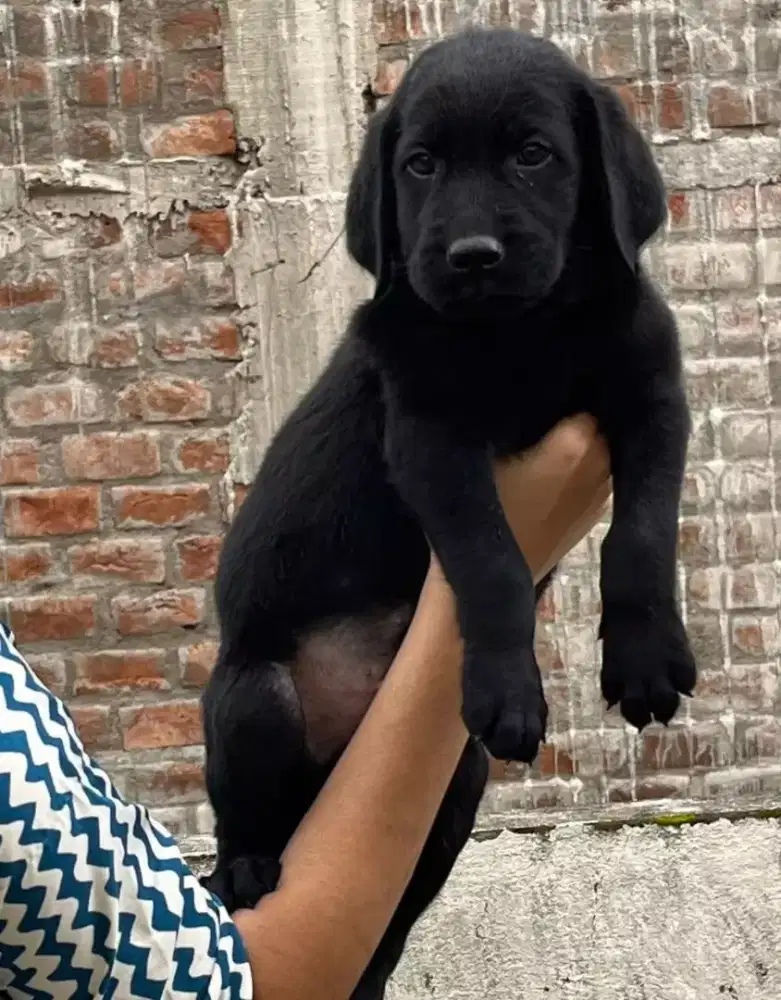 DIJUAL ANAK ANJING BLACK LABRADOR