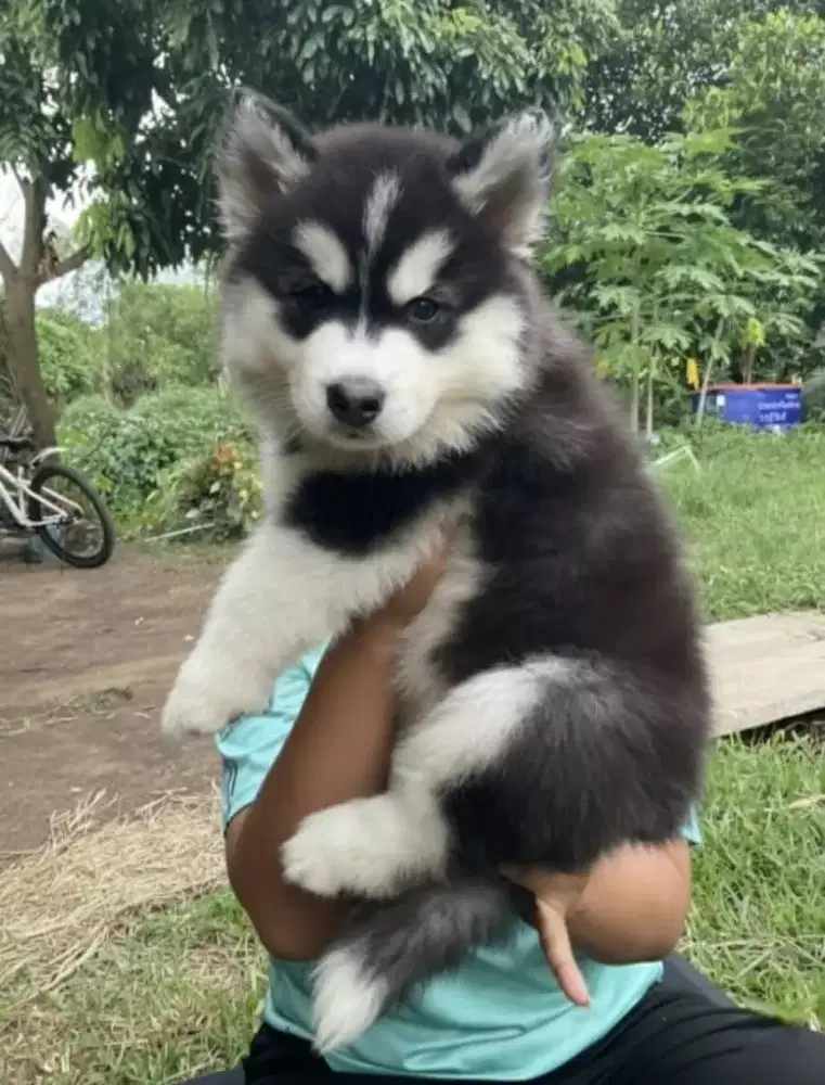 DIJUAL ANAK ANJING SIBERIAN HUSKY