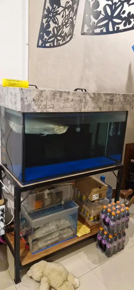 Jual Aquarium + Ikan Arwana