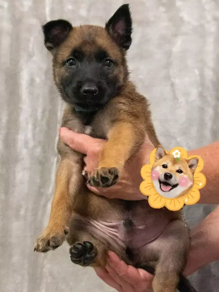 DIJUAL ANAK ANJING BELGIAN MALINOIS