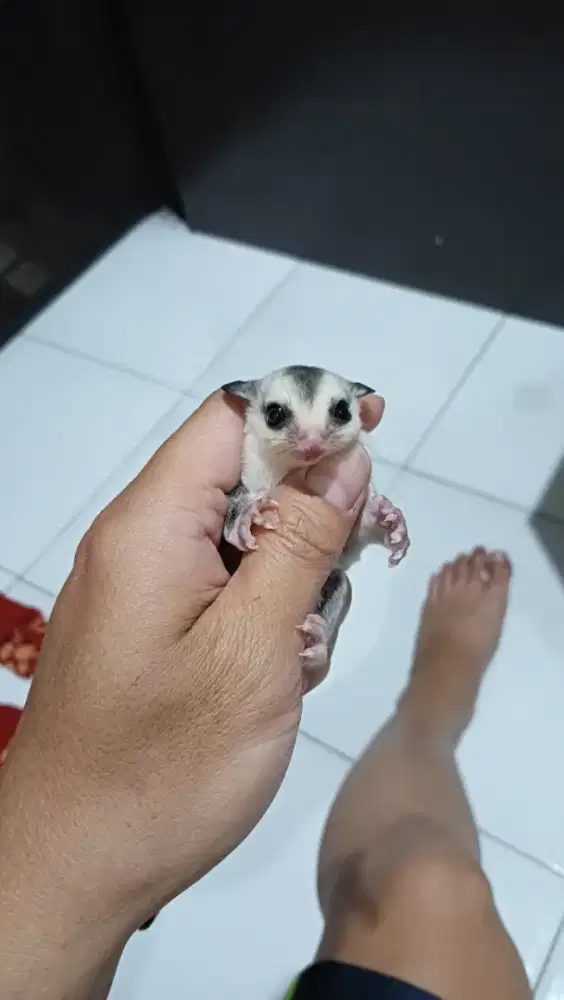 Sugar glider White Face