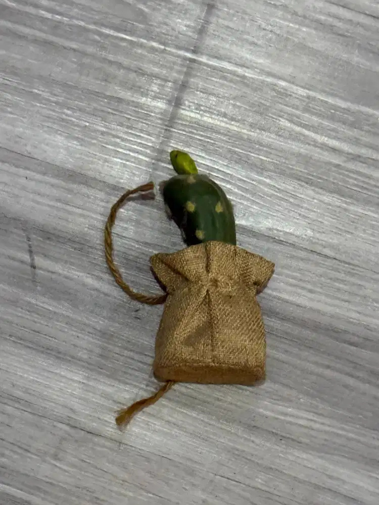 Dekorasi kaktus goni