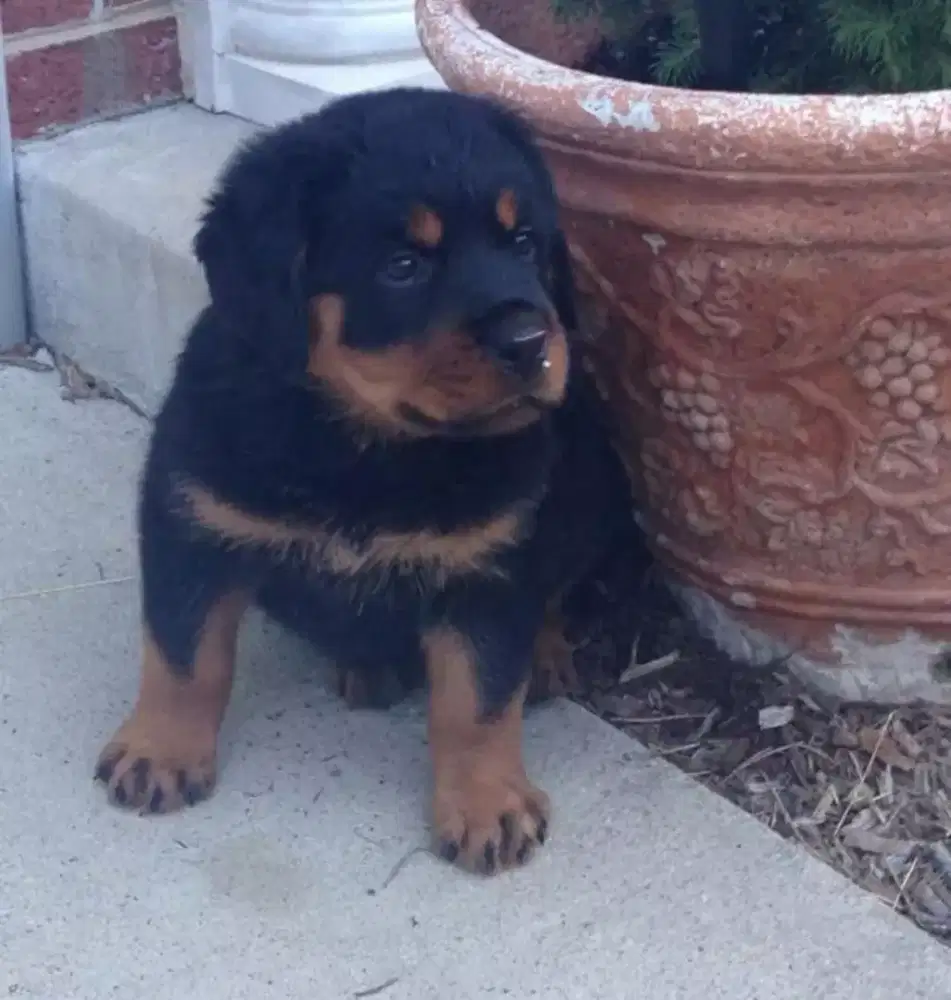 DIJUAL ANAK ANJING ROTTWEILER