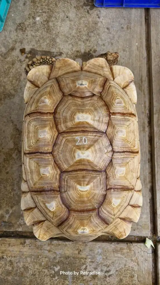 Sulcata Jantan Thinline Mulus 55cm