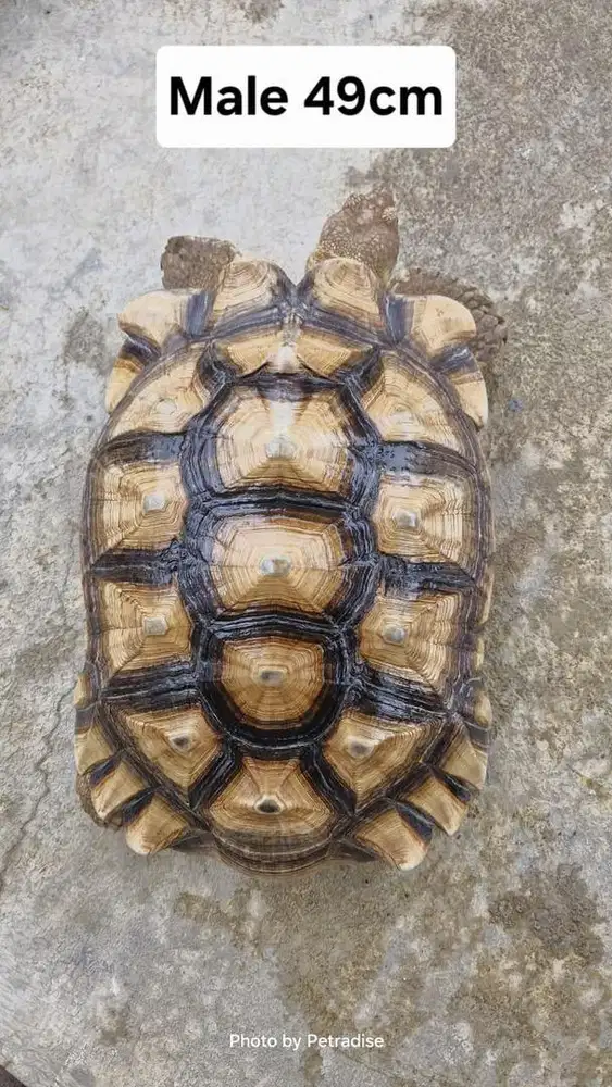 Sulcata Jantan Mulus 49cm
