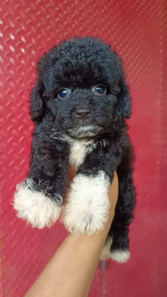 Black toy Poodle