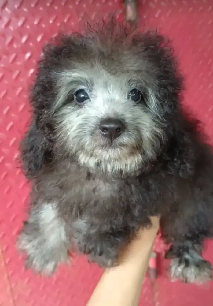 Toy Poodle silver