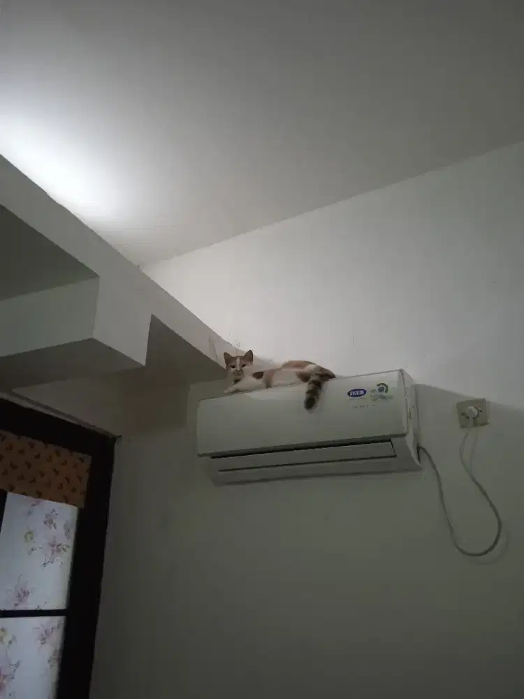 Dicari Art serabutan perempuan/penyalur amanah