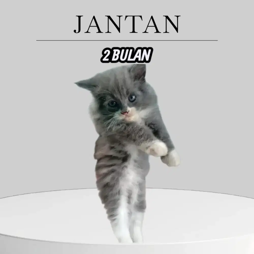 KITTEN PERSIA JANTAN