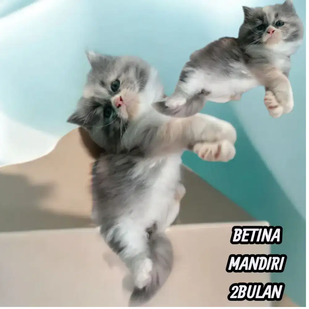 ANAKAN PERSIA BETINA