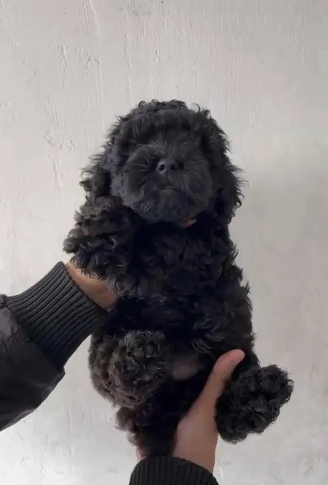 Puppies / anjing black toy poodle