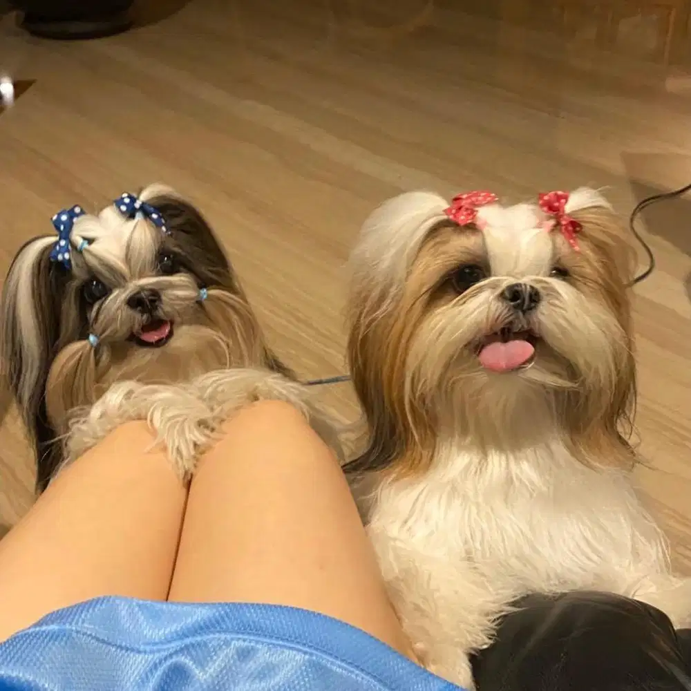 Asisten Rumah Tangga