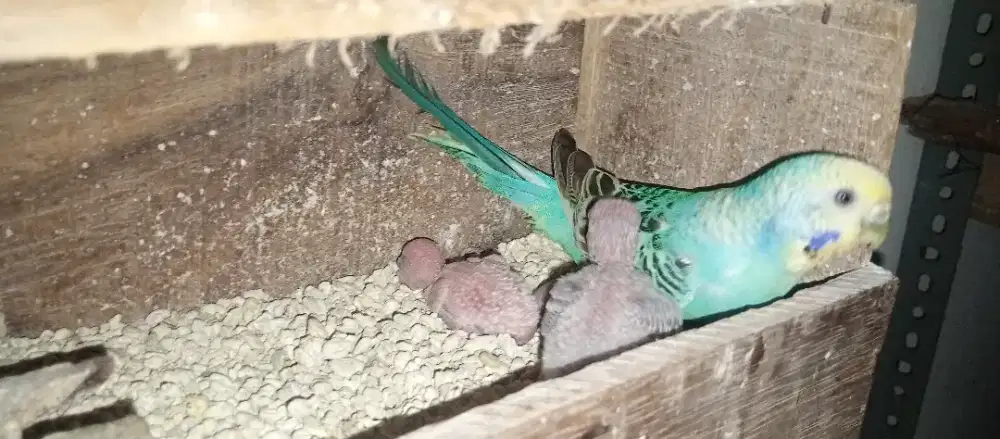 Anak parkit lokal lolohan induk fresh Glodok cindil bahan FF