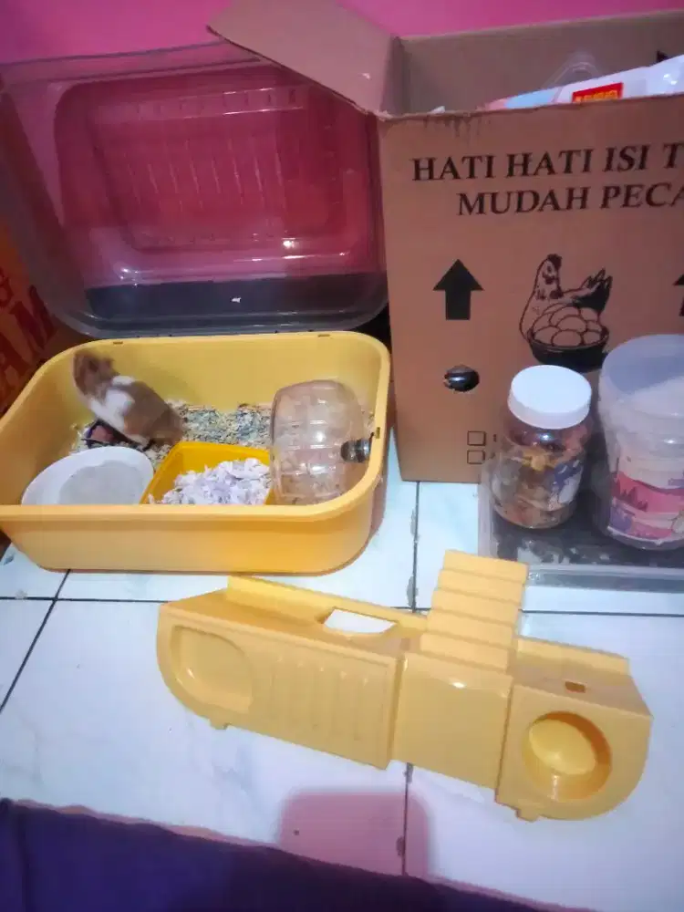 Hamster syrian 3 warna