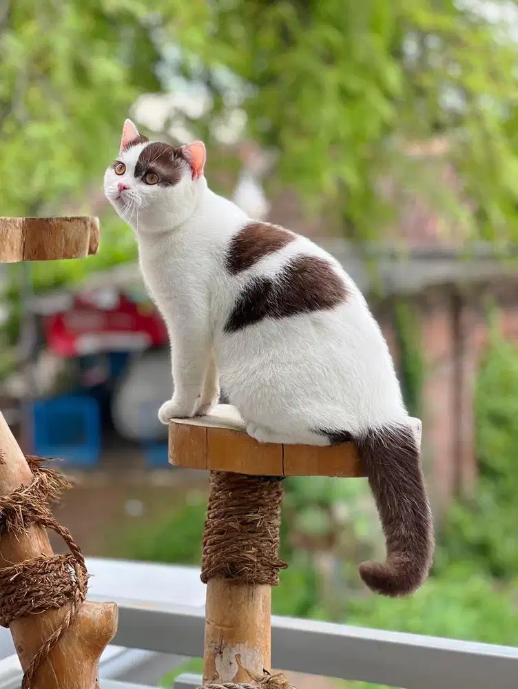 Kucing british shorthair (BSH) chocolate cinnamon JANTAN