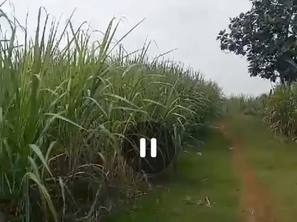 Dijual tanah murah ada sungai, listrik untuk peternakan, kebun Bareng, Jombang