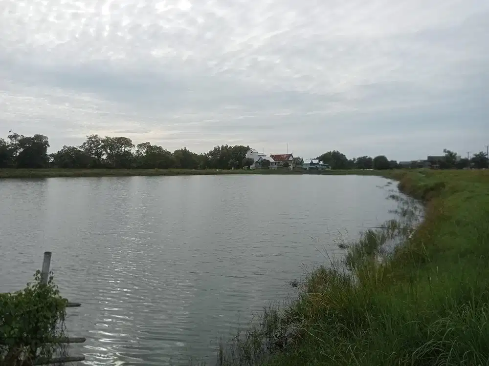 Dijual cepat Tambak/Empang beserta Tanah