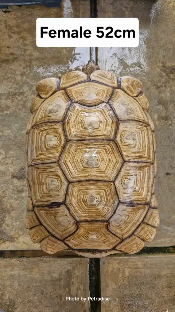 Sulcata Betina Thinline WC 52cm Siap Breeding