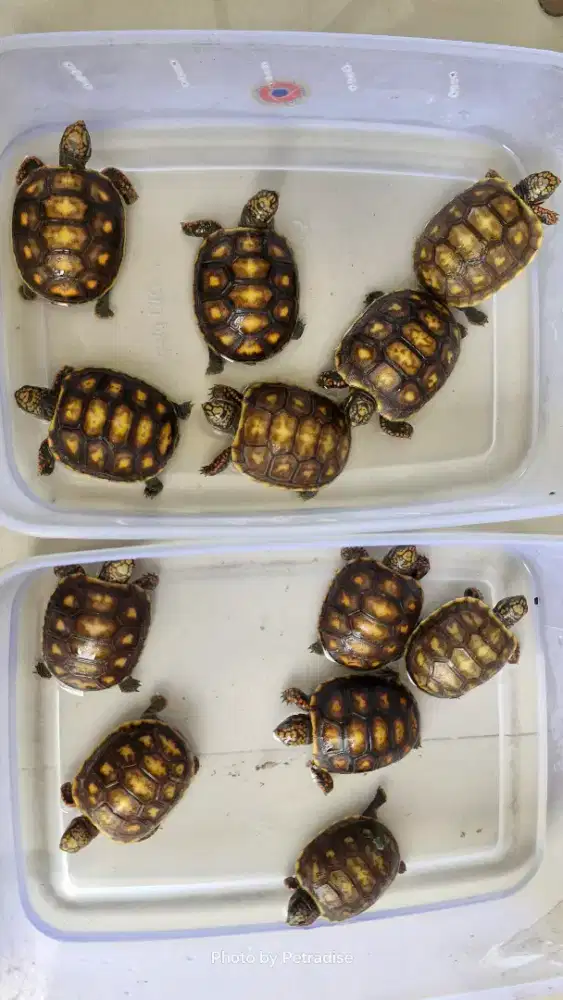 Kura kura red foot RF baby up size 5-6-7cm mulus