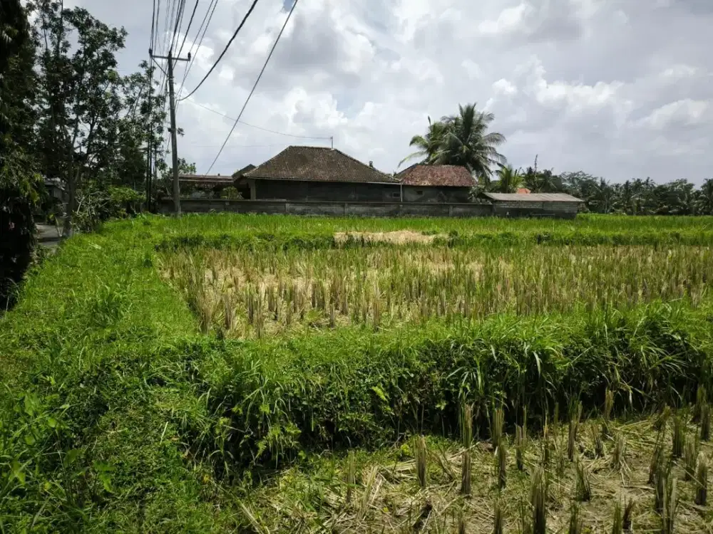 Dijual Murah Tanah di Pejeng Kangin Ubud Gianyar Bali 40,5 Are, SHM, Akses Jalan Utama
