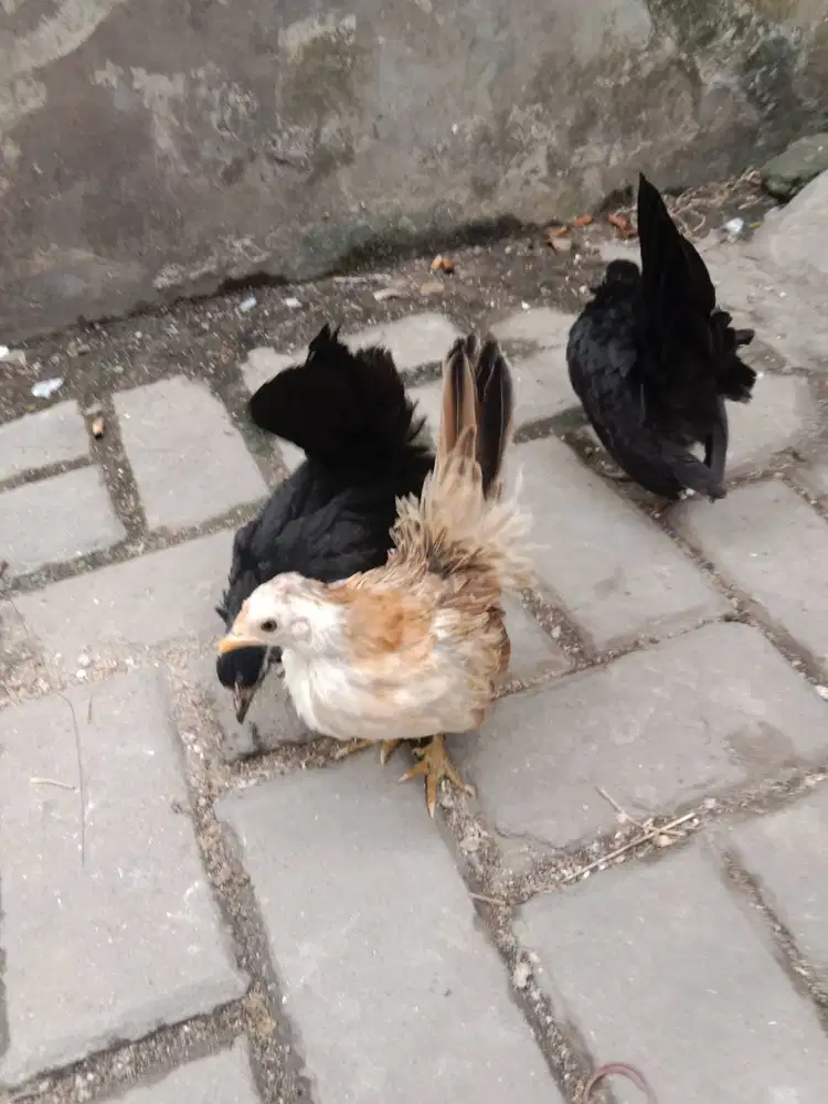 Anak Ayam Serama